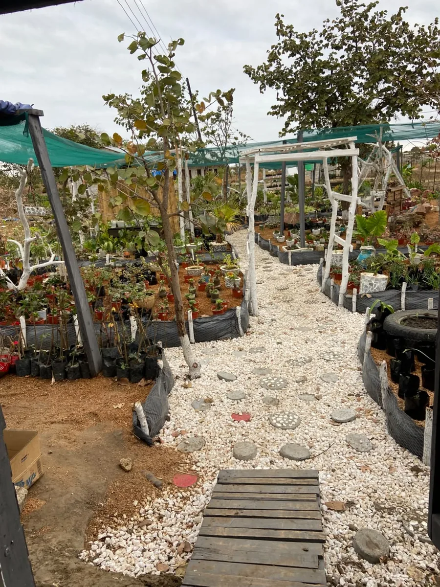 Walkway through a local plant nursery with a wide variety of plants