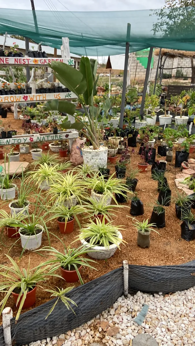Healthy potted plants at a local Zambian garden centre