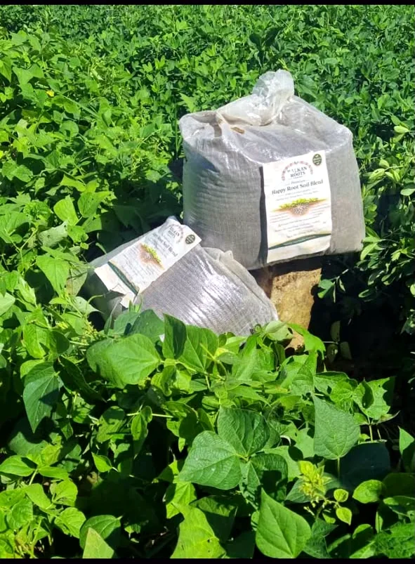Labelled Happy Roots bags among healthy green crops