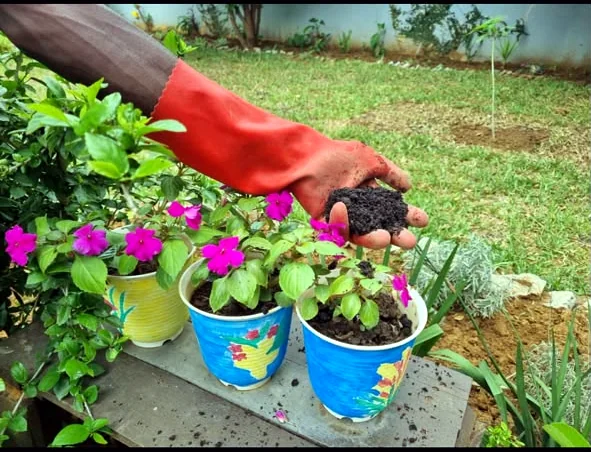 Happy Roots soil blend held beside potted garden plants