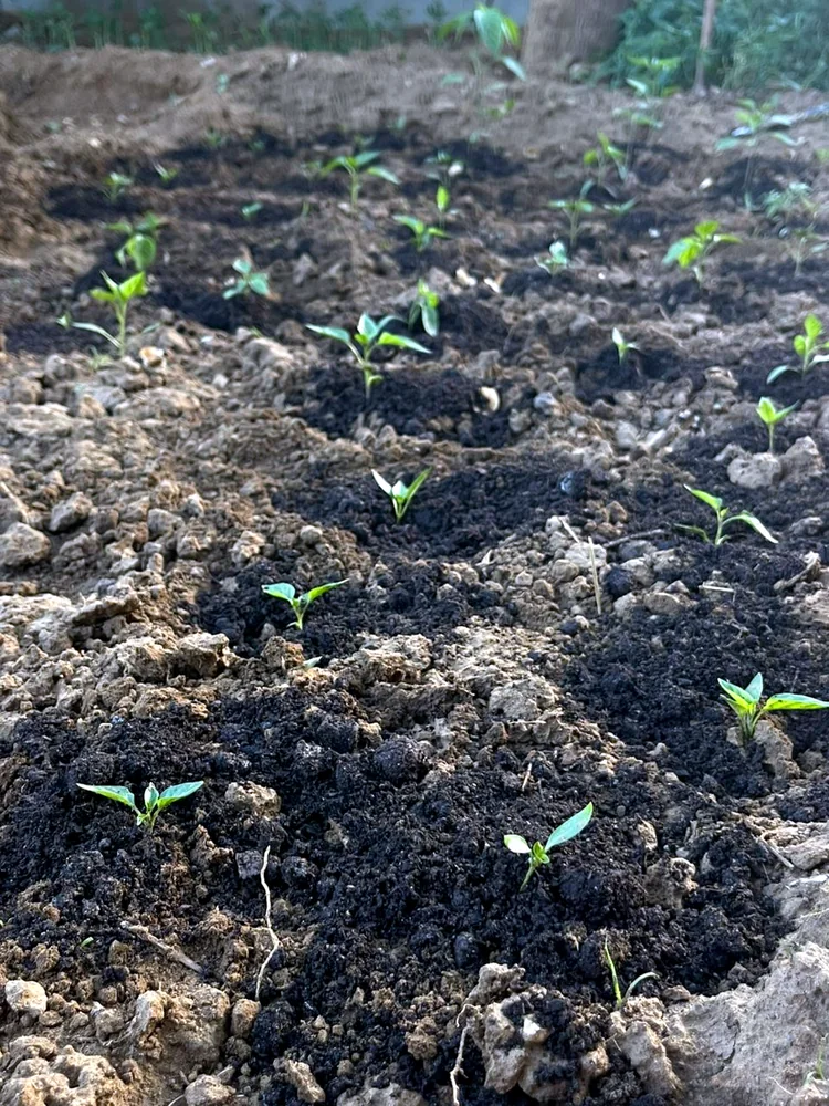 Young seedlings planted in soil amended with dark organic material