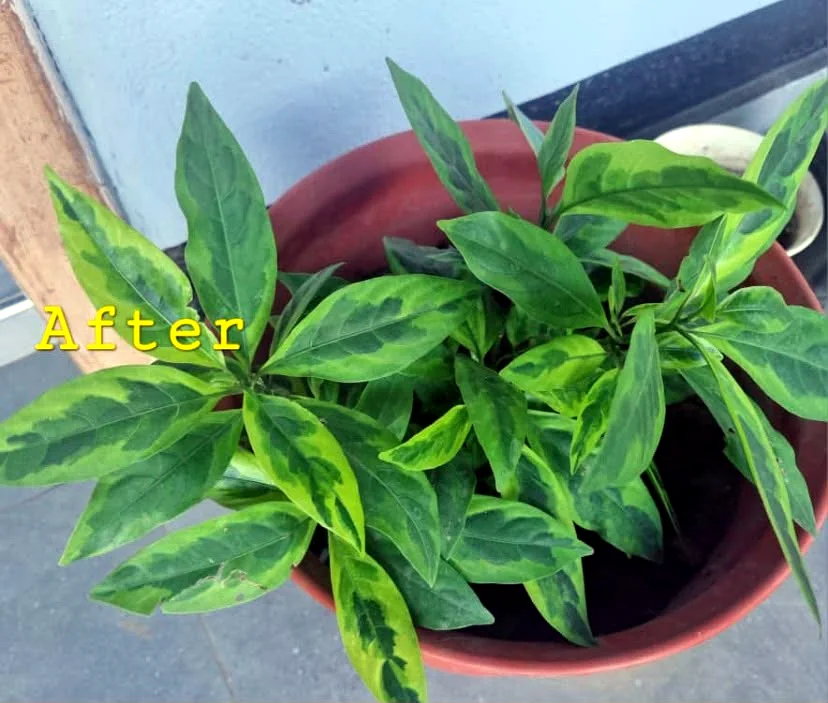 After photo of the same potted plant supplied for the Happy Roots website