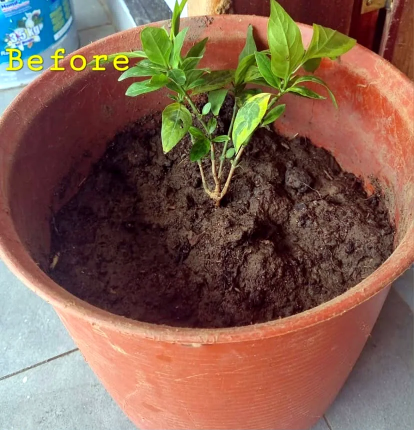 Before photo of a potted plant supplied for the Happy Roots website